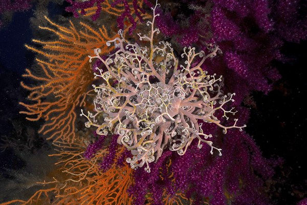 A blaze of colour in the mediterranean basket star (Astrospartus mediterraneus) in the