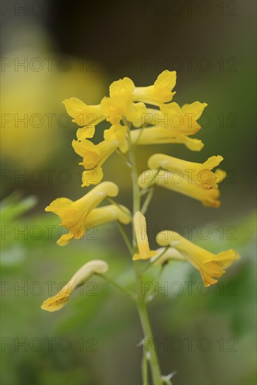 Rock corydalis (Pseudofumaria lutea), flowers, North Rhine-Westphalia, Germany, Europe