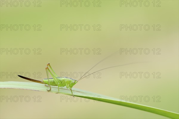 Long-winged conehead (Conocephalus fuscus), female nymph, North Rhine-Westphalia, Germany, Europe