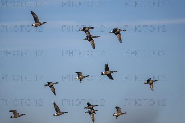 Brent Goose (Branta bernicla), birds in flight over Marshes at winter time
