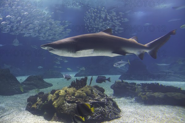 Sand tiger shark (Carcharias taurus) underwater