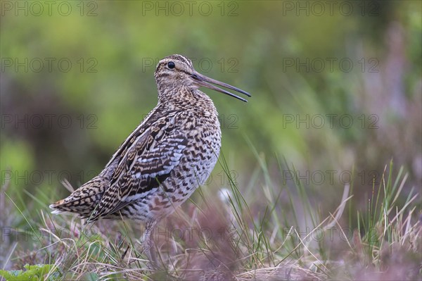 Great snipe (Gallinago media), Northern Norway, Finnmark, Lapland, Norway, Europe