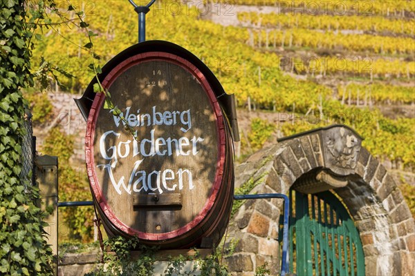 Goldener Wagen vineyard