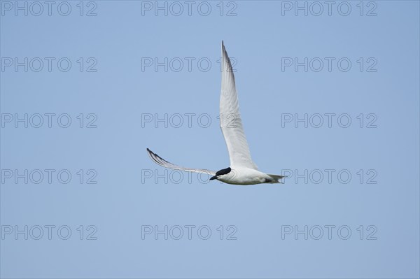 Gull-billed tern (Gelochelidon nilotica) flying in the sky, hunting, ebro delta, Catalonia, Spain,