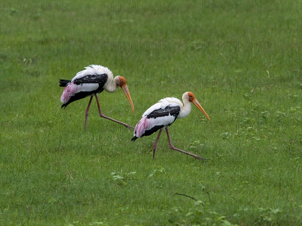 Painted storks (Mycteria leucocephala) of the genus Nimmersatt, Minneriya National Park, Sri Lanka,