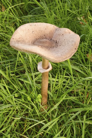 Giant umbrella mushroom in a meadow, parasol mushroom (Macrolepiota procera), mushroom, close-up,