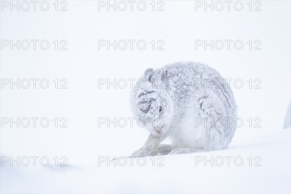 Mountain hare (Lepus timidus) adult animal on a snow covered hillside in winter, Scotland, United