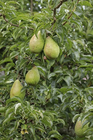 Pears, snail, pear tree, Kiel, Schleswig-Holstein, Germany, Europe