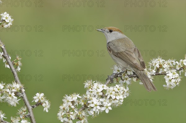 Blackcap (Sylvia atricapilla), female, sitting in flowering blackthorn (Prunus spinosa), animals,