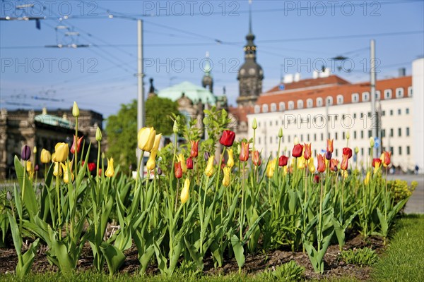 Thanks to the greening of Dresden's Postplatz, which was prompted by public protests, visitors can
