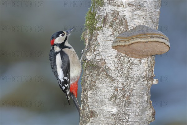 Great spotted woodpecker (Dendrocopos major) male, on the trunk of a birch (Betula) with tinder
