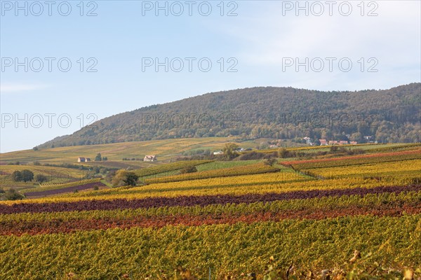 Autumn landscape, view over colourful vineyards to the Palatinate Forest, Haardt, Haardtrand,