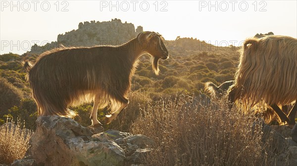 Passing goats (caprae) in the morning backlight, Machia, jagged rocks, Rodopou peninsula, West