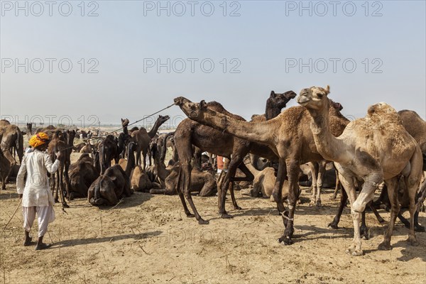 PUSHKAR, INDIA, NOVEMBER 20, 2012: Indian men and camels at Pushkar camel fair (Pushkar Mela),