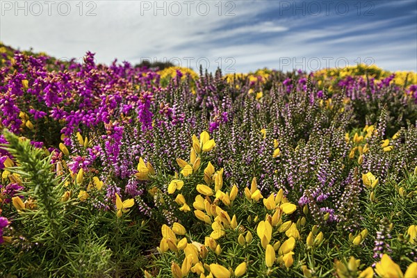 Flowering, colourful heath with gorse, yellow, pink, purple, close-up, Cap Fréhel in summer,