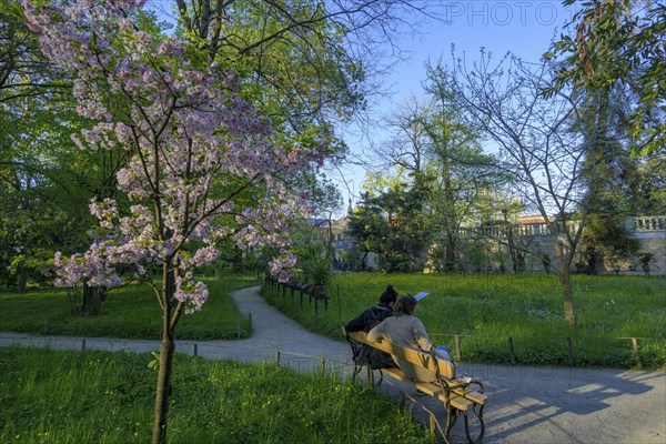 Flowering tree in the evening light, botanical garden, Padua, province of Padua, Italy, Europe
