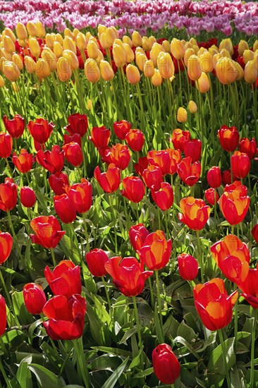 Blooming tulips flowerbed in Keukenhof flower garden, also known as the Garden of Europe, one of