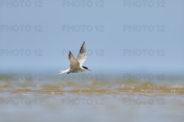 Elegant tern (Thalasseus elegans) flying in the sky above the sea, hunting, ebro delta, Catalonia,