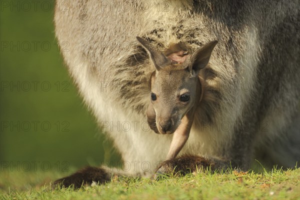Red-necked wallaby (Macropus rufogriseus) in mother's pouch, young, security, out, look, glimpse,