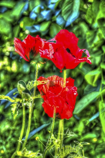 Oil painting, bright flowers, red blossom, poppy (Papaver), flowers creative, different plants