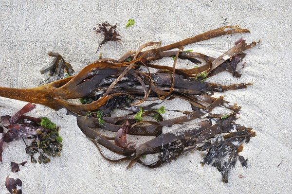 Furbellow seaweed (Saccorhiza polyschides) washed up on the beach