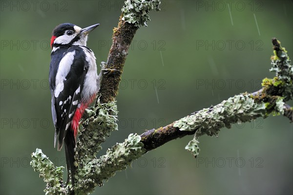 Great Spotted Woodpecker (Dendrocopos major), Greater Spotted Woodpecker male perched on branch