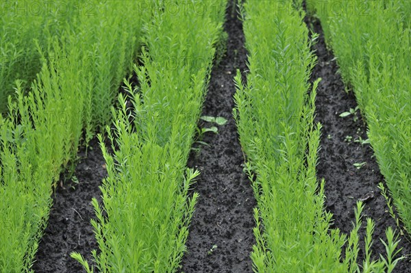 Common flax (Linum usitatissimum), Linseed in field