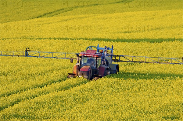 Tractor with field sprayer spraying oilseed rape (Brassica napus) with pesticides in the spring