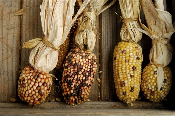 OrnamentCorn (Zea mays), butt