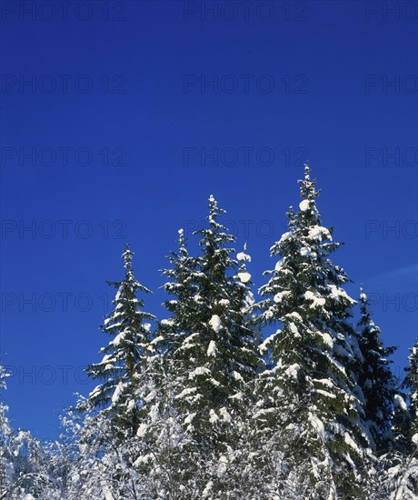 Conifers in winter, Bernese Oberland, Canton of Bern, Switzerland, Europe