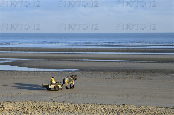 Horse fishermen on their way to fish for Brown shrimp (Crangon crangon), Koksijde, North Sea coast,