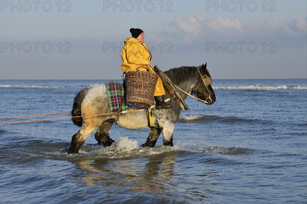 Horse fishermen catching Brown shrimp (Crangon crangon), Koksijde, North Sea coast, province of