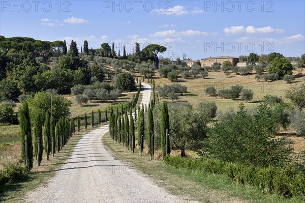 Cypress avenue near Palazzo Massaini, near Pienza, Val d'Orcia, Orcia Valley, Tuscany, Italy,