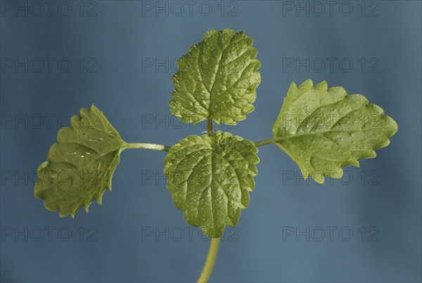 Lemon Balm or Sweet Balm (Melissa officinalis)