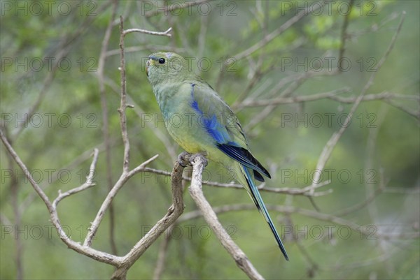 Elegant parrot (Neophema elegans), lateral, side