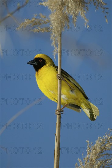 African Masked Weaver (Ploceus velatus), male, South_Africa
