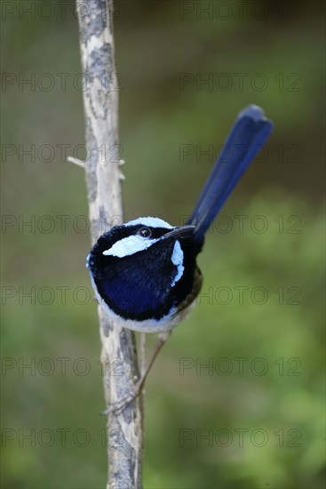 Superb Fairy-wren (Malurus cyaneus), male, Australia, Lasurstaffelschwanz, maennlich, Australien,