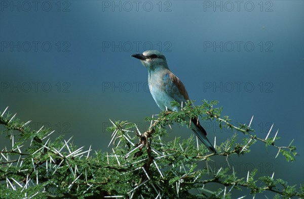 European Roller (Coracias garrulus), Tanzania, european roller, Tanzania, Europe, animals, birds,