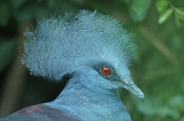 Blue Crowned Pigeon (Goura cristata), Blauschopf-Krontaube, Krontaube
