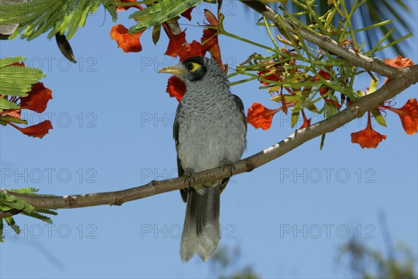 Noisy Miner, Australia (Manorina melanocephala), White-fronted Miner