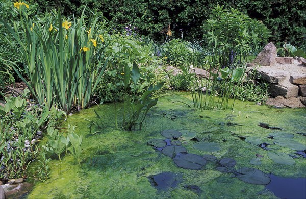 Garden pond with green algae, Germany (Chlorophyta) /