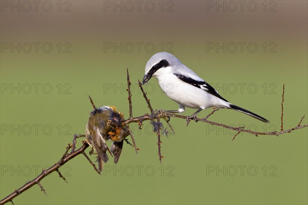 Great Grey Shrike, with captured Robin, Lower Saxony, Germany (Lanius excubitor)
