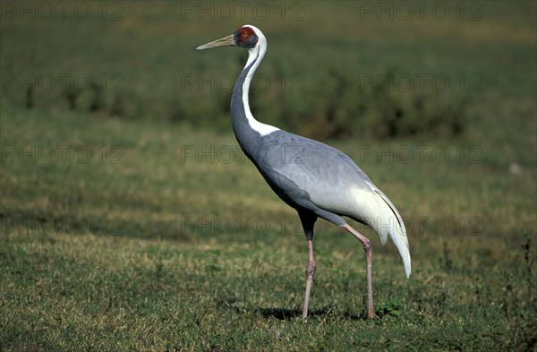 White-naped crane (Grus vipio), lateral