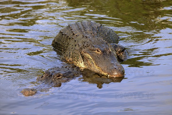 American alligator (Alligator mississippiensis), pair, mating, Florida, USA, North America