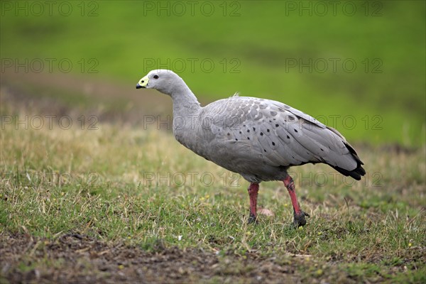 Cereopsis Goose (Cereopsis novaehollandiae), Australia, side, Oceania
