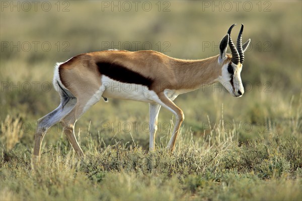 Springbok, male, Mountain Zebra National Park, South Africa (Anitdorcas marsupialis), antelope,