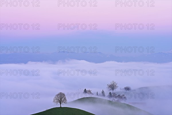 Trees in drumlin landscape shrouded in fog, in the light of the blue hour, Hirzel, Canton Zurich,