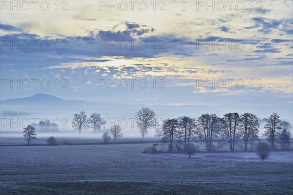Siebeneichen nature reserve in the early morning mist, Merenschwand, Freiamt, Canton Aargau,