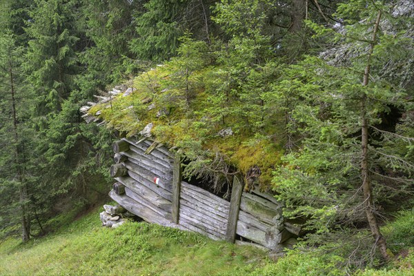 Dilapidated hut with trees on the roof, moss in Passeier, South Tyrol, Italy, Europe
