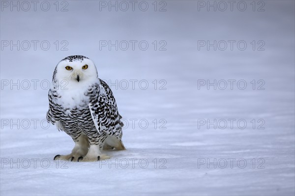 Snowy owl (Nyctea scandiaca), snowy owl, adult, alert, in the snow, foraging, in winter, Bohemian